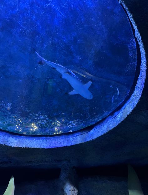 Cute shark aquarium, Florida summer Sharks In Aquariums, Sharks Aquarium, Shark Widget, Shark Aquarium, Marine Core, Aquarium Aesthetic, Greenland Shark, Florida Aquarium, Aquarium Pictures