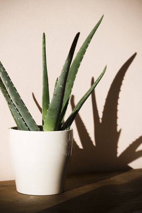 Pin for Later: 8 Amazing Plants That Will Help Keep Your Home Cool This Summer Aloe Vera Easiest House Plants, Apartment Wishlist, Easy House Plants, Healthy Nutrition Plan, Cast Iron Plant, Easy Plants To Grow, Brown Spots Removal, Aloe Vera Plant, Aloe Barbadensis