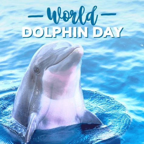 It’s World Dolphin Day! I am always so happy when I am able to see dolphins in the ocean. Last year we had a lot of them as well as a lot of whales. Sadly, in recent months there have been a number of whale and dolphin deaths along the Jersey Shore. Although the authorities … Continue reading "Happy World Dolphin Day!" Dolphins In The Ocean, Noise Pollution, Offshore Wind, World Days, Romance Authors, Jersey Shore, In The Ocean, Whales, Marine Life