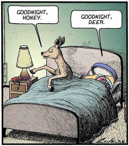 Goodnight Honey, Goodnight Deer Good Night Honey, Cute Puns, Puns Jokes, Memes Humor, Animal Jokes, E Card, Funny Puns, Good Night Quotes, Funny Cartoons