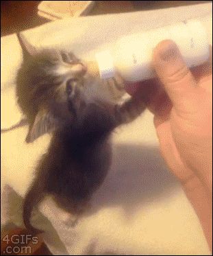 Just make sure to take it nice and easy: | 12 Nice and Toasty GIFs Perfect For This Frigid Weather Gatos Cool, Baby Kitty, Nightly Routine, Alternate Universe, Bedtime Story, Kitten Gif, Bedtime Routine, Night Routine, Baby Life