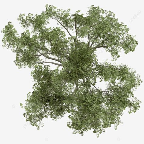 forest tree top view Cyrtostachys Renda, Tree Plan Photoshop, Plant Top View, Sabal Palmetto, Tree Plan Png, Greenery Texture, Arch Plan, Tree Render, Tree Top View