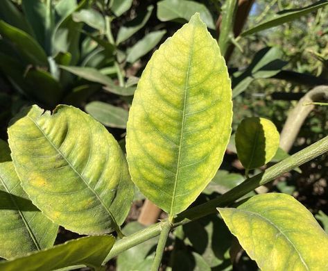 Lemon Plant Care, Lemon Tree Leaves Turning Yellow, Meyer Lemon Tree Potted, Lemon Tree Potted Care, Lemons Tree, Prune Lemon Tree, Lemon Tree Care, Meyer Lemon Tree Care, Yellow Leaves On Plants