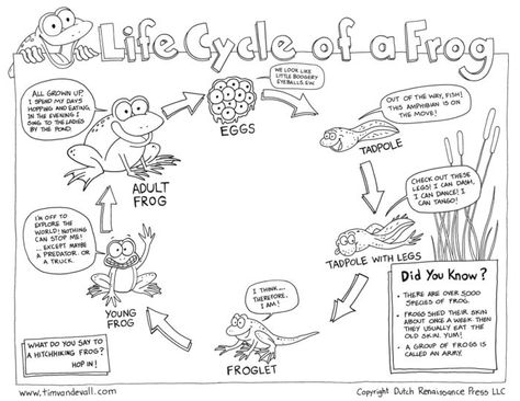 Life Cycle of a Frog - Tim's Printables Tadpole Life Cycle, Frog Life Cycle Printable, Life Science Classroom, Frog Printable, Sunflower Life Cycle, Life Cycle Of A Frog, Tree Life Cycle, Frog Activities, Frog Life Cycle