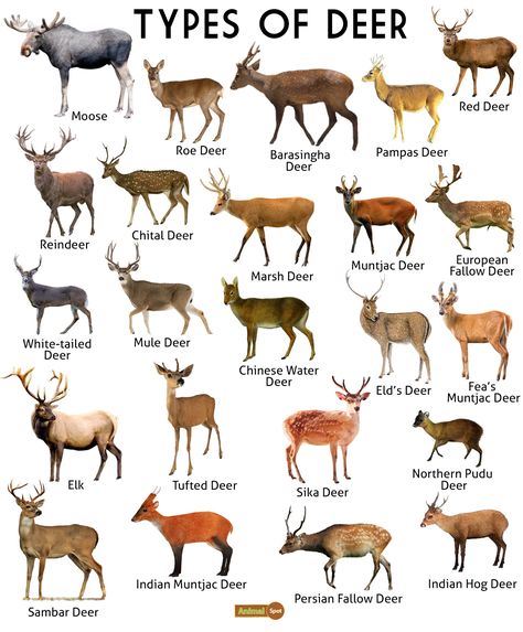 Deer Facts, Types, Diet, Reproduction, Classification, Pictures Deer Species Chart, Types Of Deer Chart, Types Of Antlers, Deer Types, Animal Kingdom Classification, Deer Facts, Therian Types, Deer Therian, Deer Anatomy