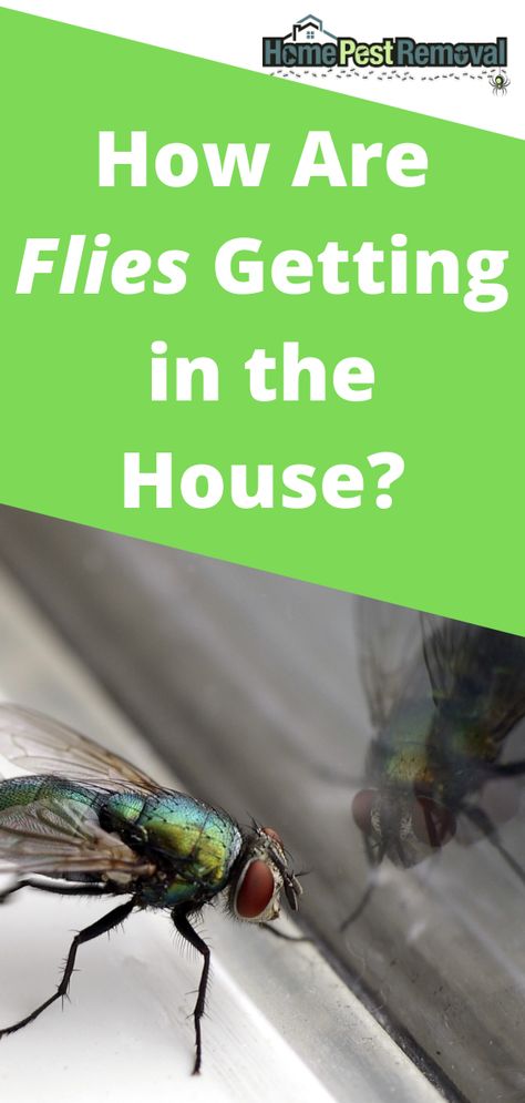 Flies seem to show up out of nowhere in the home. They can be highly distracting, and very annoying, and some of them can transmit diseases, making them a health concern. How are flies getting in the house? Keeping Flies Out Of House, How To Keep Flies Out Of Your House, Flys In The House, What Attracts Flies, How To Catch Flies, Fly Remedies, Fly Infestation, Get Rid Of Flies, Black Fly