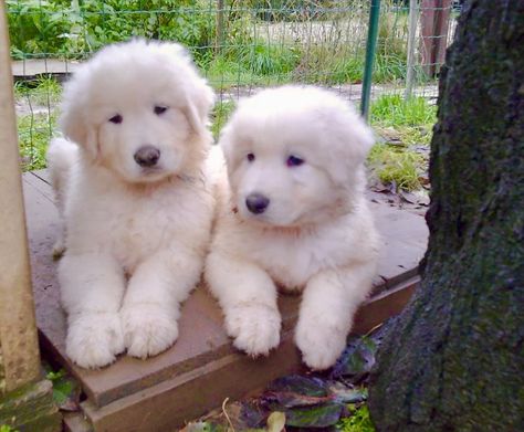 Maremma Sheepdog Puppy, Polish Sheepdog, Sheepdog Puppy, Maremma Sheepdog, Cute Animals Puppies, Great Pyrenees, Mountain Dog, Mountain Dogs, Pyrenees