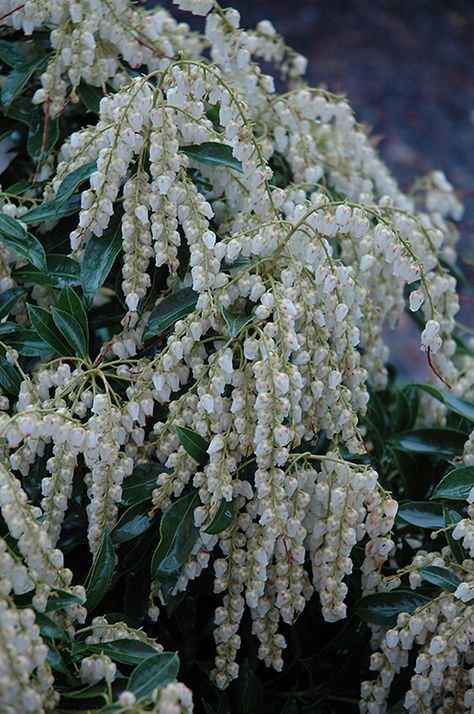 Compacta Japanese Pieris (Pieris japonica 'Compacta') at New Garden Landscaping & Nursery Japanese Andromeda, Japanese Pieris, Garden Ideas Driveway, Waterville Maine, Pieris Japonica, Landscape Nursery, Orchard Garden, Broadleaf Evergreen, Shade Shrubs