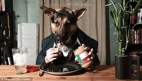 Odin Eating Like a Person:The well-dressed German Shepherd snacks on a jar of peanut butter, using his arms and hands Dog In Suit, Technology Teacher, Dog Eats, Dog Meme, Animal Health, Loyal Friends, Dog Eating, Bloopers, Best Funny Videos