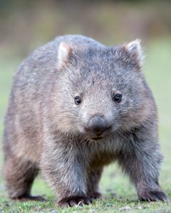 East Coast Natureworld | Bicheno | Tasmania Cute Wombat, Australian Mammals, Australian Fauna, Australia Animals, Australian Wildlife, Boomerangs, Nature Park, Wildlife Park, Australian Animals