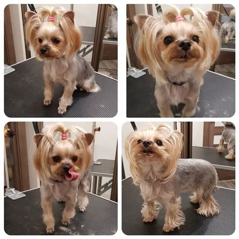 Best Yorkie Haircuts for Females (20 Pictures) - The Paws Yorkie Girl Haircut, Girl Yorkie Haircut, Yorkie Hairstyles Girl, Yorkie Cut, Haircuts For Females, Baby Yorkies, Yorkie Puppy Haircuts, Yorkie Puppy Cut, Yorkie Grooming