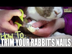 How To Trim Your Rabbits Nails, Rabbit Nails, Rabbit Treats, Raising Rabbits, Pet Bunny Rabbits, Bunny Stuff, Bunny Care, Bunny Nails, Rabbit Care