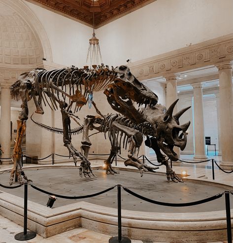 #dinosaur #museum #fossils #history #aesthetic Dinosaur Museum Aesthetic, Fossils Aesthetic, Fossil Aesthetic, Museum Dinosaurs, Melanie Harlow, Fossil Museum, History Aesthetic, Steven Stone, Dinosaur Museum