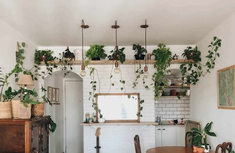 Leggy Pothos? Here's How to Fix It - The Healthy Houseplant Money Tree Plant Care, Money Plant Care, Money Tree Plant, Chinese Money Plant, Prayer Plant, Cheese Plant, Big Leaves, Money Trees, Fiddle Leaf Fig