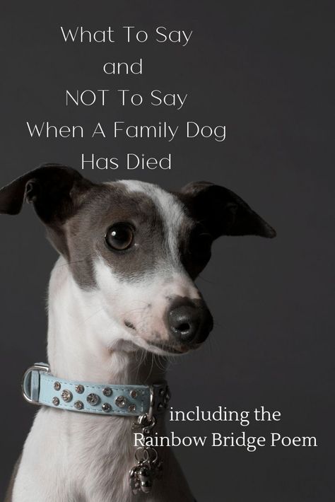 Dog Has Died When a dog dies it is the most heartbreaking time. It's similar grief to how you feel if you lose a family member.... Dog Died Quotes Thoughts, The Love Of A Dog Quotes, Condolences For Pets Dogs, Prayers For Dogs Passing, Prayer For Pet Passing, When A Dog Dies Quotes, Prayer For Dog Passing, Run Free In Heaven Dog Quotes, What To Say When Someone Loses A Pet