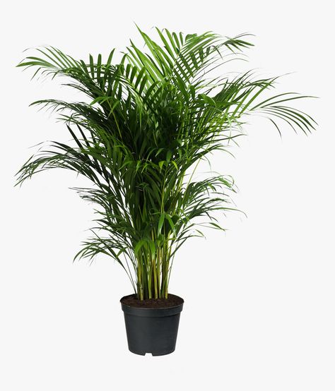 Indoor Palm Trees, Media Sombra, Palm Tree Png, Kentia Palm, Indoor Palms, Cat Plants, Areca Palm, Palm Plant, Cap Ferret