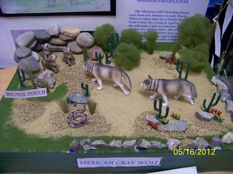 Matthew's Mexican Gray Wolf Diorama Wolf Diorama Ideas, Wolf Habitat Diorama, Wolf Habitat Projects For Kids, Fox Diorama, Wolf Diorama, Indian Diorama, Wolf Habitat, Shoe Box Diorama, Habitat Diorama