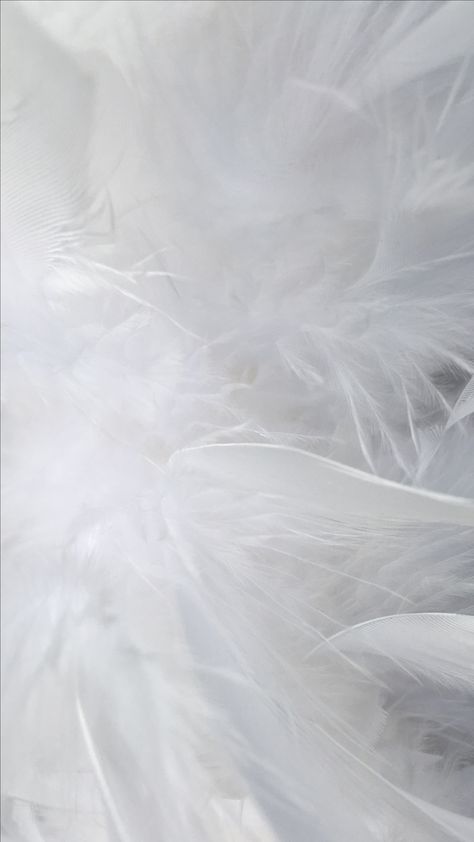 White Feather Background, Cloud By Ariana Grande, Feather Background, White Video, Gold Design Background, Musk Perfume, Positive Quotes Wallpaper, Beauty Background, Feather Decor