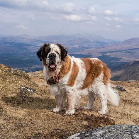 Saint Bernard dog on top of a mountain Saint Bernard (dog), Saint Bernard Dog, St Bernards, Saint Bernards, St Bernard Dog, On Top Of A Mountain, St Bernard Puppy, Top Of A Mountain, Bluetick Coonhound