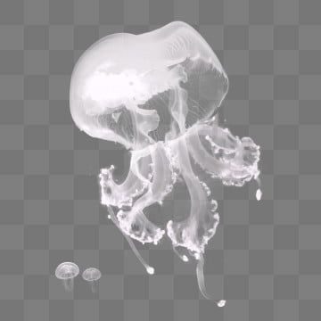 jellyfish,squid,octopus,transparent creature,marine jellyfish,submarine jellyfish,floating,plankton,submarine Transparent Creature, Jellyfish Transparent, Transparent Jellyfish, Jellyfish Png, Aesthetic Items, Creature Marine, Splash Effect, Core Core, Png Aesthetic