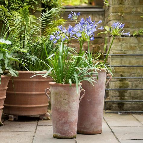 Italian Garden Ideas, Large Terracotta Pots, Potager Garden, Potted Houseplants, Italian Garden, French Garden, Tool Sheds, Fig Tree, Garden Accessories