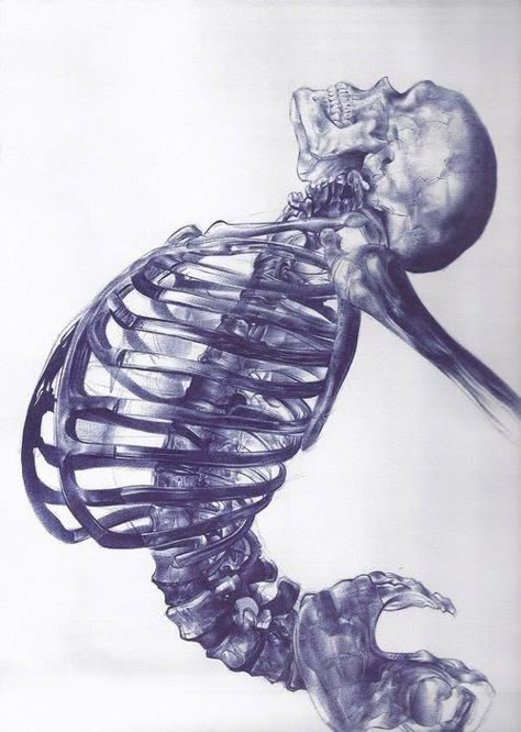 A day in the land of nobody - Ballpoint pen drawing by Andrea Schillaci Skeleton Drawings, Ballpoint Pen Drawing, Human Skeleton, Caravaggio, Illustration Inspiration, Anatomy Art, Pen Art, Memento Mori, Skull Art