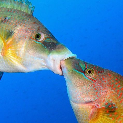 Cool Looking Fish, Fish Reaction Pic, Green Fish Aesthetic, Fish Memes Funny, Lancet Fish, Colorful Fish Photography, Fish Side Profile, Fish Tank Photography, Goofy Fish