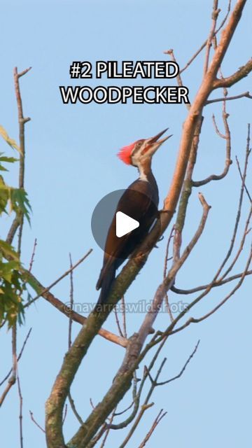 Navarre Marshall on Instagram: "15 more bird sounds for you to enjoy 🐦🎼 These bird calls might be familiar if you live in the Eastern US, Midwest or Southern Canada although some can be found in the Western US as well. Which birds are your favorite?

I have visited the same park every day to film these bird sounds on my new Canon R5C. Some of these birds are repeats, as you saw them in the last compilation. But with new camera gear means higher quality videos, so I am re-recording every bird that sings for me 🎼 After making two compilations back-to-back (30 total bird call videos) I am now fresh out of new bird reels. It is now the end of summer, which means birds are less vocal. It is becoming harder to film new bird videos every consecutive day, but that means I am spending more time Marvelous Creations, Merlin Bird, Bird Sounds, Bird Videos, Bird Calls, Bird Gif, Different Birds, New Camera, Camera Gear