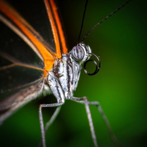 Arachnids, Butterfly Garden, Taste Buds, Insects, Butterflies, Straw, Reading, Nature