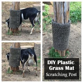 DIY Plastic Grass Mat Scratching Post - for your goats... #goats #homesteading #homestead Goat Playground, Goat Toys, Goat Shelter, Goat Pen, Goat House, Plastic Grass, Raising Farm Animals, Grass Mat, Goat Care