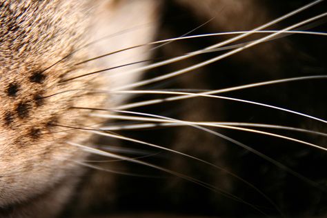 Israeli Scientists Teach Humans To Sense With 'Whiskers' The Shining Film, Mood Stone, The Only Exception, Angry Cat, Cat Whiskers, Cat Facts, Pet Life, Fat Cats, The Shining