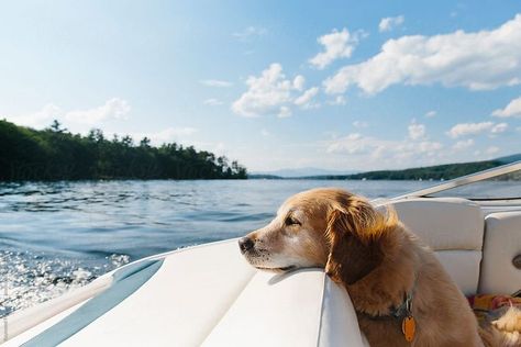 Quirky Photos, Dogs On Boats, Lake Photography, Lake Vacation, Photography Summer, Lazy Dog, Labrador Retriever Dog, Summer Landscape, Retriever Dog