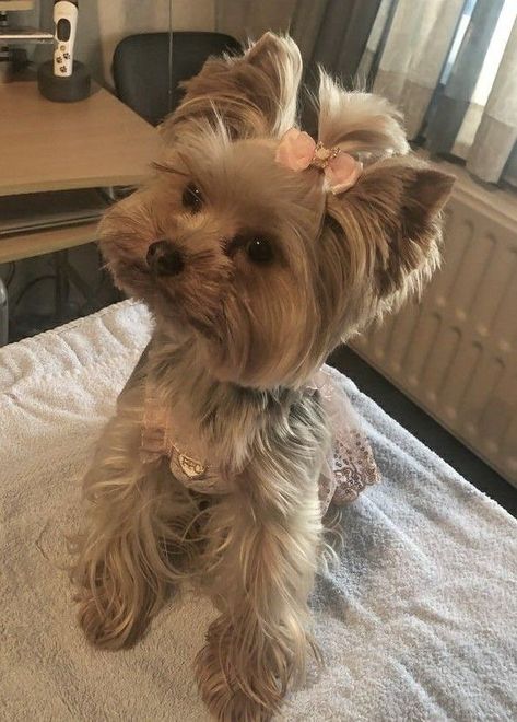 Small Dogs That Dont Shed, Shorkie Dogs, Yorkie Haircuts, Teacup Yorkie Puppy, Cute Small Dogs, Puppy Mom, Dog Mommy, Very Cute Puppies, Yorkie Terrier