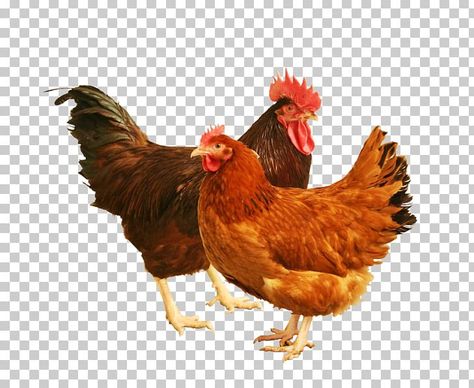 Cute Chicken Drawing Kawaii, Cute Chicken Aesthetic, Chicken Drawing Cute, Cute Chicken Names, Chicken Animation, Diy Chicken Coop Ideas, Cute Chicken Drawing, Leghorn Chicken, Australorp Chicken