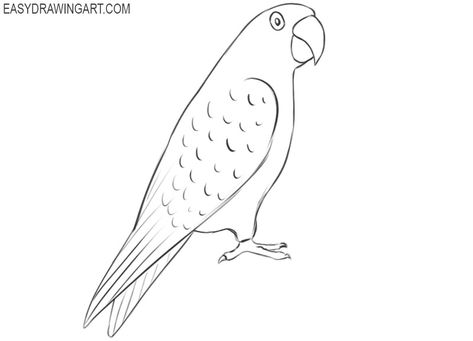 Parotts Bird Drawing, Parrot Drawing Easy, Draw A Parrot, Easy Sketching, Parrot Drawing, Drawing Line Art, Children Sketch, Most Beautiful Birds, Funny Birds