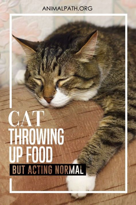 Cat Throw Up, Cat Corner Ideas, Cat Vomit Funny, Best Cat Food For Indoor Cats, Cat Vomit, Cat Attacks Dog, Kittens Care, Cat Throwing Up, Feeding Stray Cats