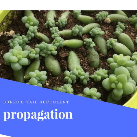 How To Propagate Burrows Tail, Propagating Burrows Tail, Donkey Tail Succulent Propagation, Propagating Donkey Tail Succulents, Burrows Tail Plant Care, Burros Tail Succulent, Burrows Tail, Burros Tail, Succulent Propagation