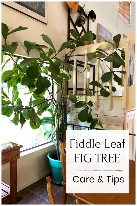 This giant fiddle leaf tree photo was taken in a California vacation home. Come    see how you can grow one for your own home. Preparing Garden Beds, Low Maintenance Beauty, Garden Beginner, Gardening Basics, Indoor Gardening Supplies, Propagate Plants, Fiddle Leaf Tree, Fiddle Fig, Tree Growing