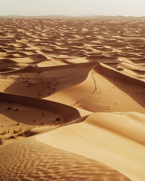 We spent the morning watching the golden glow of this never-ending landscape...✨🐪 @visit.dubai @arabianadventures @flightcentreau #openmyworld #mydubai Dubai Nature, Desert Aesthetic, Fendi Store, Dubai Aesthetic, Dubai Desert, Desert Dream, Desert Life, Desert Vibes, In The Desert