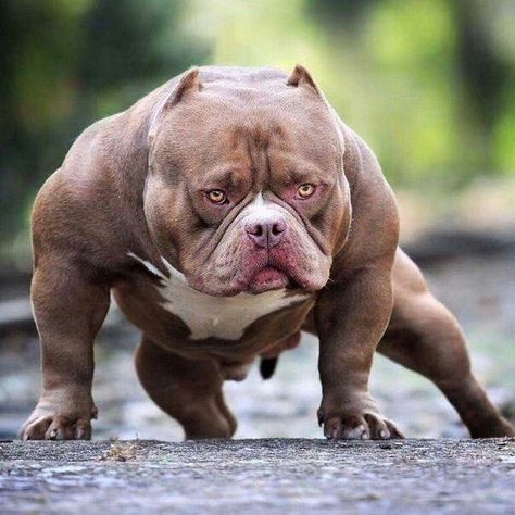 Pitbull Dog Breed, Bully Breeds Dogs, Pitt Bull, Big Dog Breeds, Scary Dogs, Best Dog Toys, Huge Dogs, Giant Dogs, Bully Dog