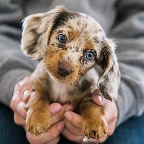 Dapple Dachshund Puppy, Cute Dogs Images, Dachshund Puppy Miniature, Very Cute Puppies, Dapple Dachshund, Cute Animals Puppies, Dream Dog, Very Cute Dogs, Baby Animals Pictures