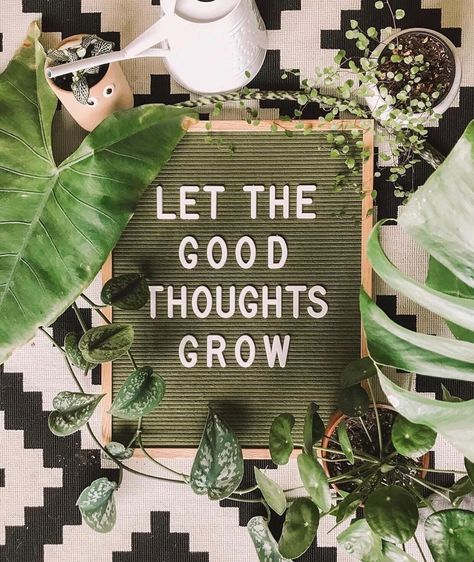 Plant Quotes, Plant Business, Message Board Quotes, Letter Board Ideas, Plant Puns, Plants Quotes, Letter Board Quotes, Crazy Plant Lady, Letter Boards