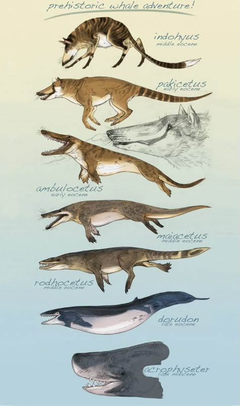 Around 50 million years ago, whales were small carnivorous hoofed land animals similar to a horse/wolf mix called a ‘Pakicetidae.’ For reasons yet unknown, the Pakicetids experienced an aquatic transformation over time and evolved into one of the largest and majestic species we now call whales. Creature Anatomy, Animal Infographic, Whale Species, Land Animals, Prehistoric Wildlife, Prehistoric World, Ancient Animals, Creature Artwork, Paleo Art