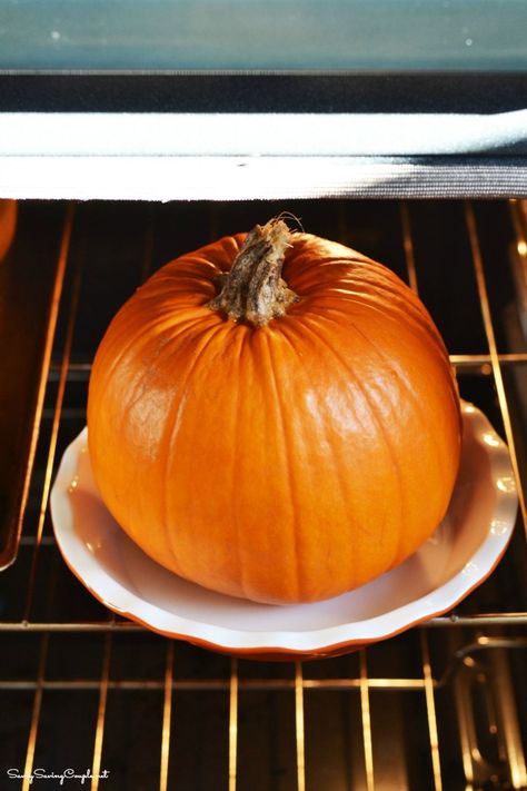 How to Roast a Whole Pumpkin in the Oven Now that Halloween has past, I am sure chances are you might have an extra sugar pumpkin or two hanging around. Maybe you want to dive into decorating for the holidays and want to get rid of your pumpkins? But wait! Do not just throw out those precious pumpkins! Why not roast a whole pumpkin in the oven? Did you know you could roast a whole pumpkin in the oven because not many people do! I recently decided to roast a large sugar pumpkin in the oven bec... How To Bake Whole Pumpkin, Pumpkin Roasting, Cooking Whole Pumpkin In Oven, Cooking A Whole Pumpkin In The Oven, Bake Whole Pumpkin Oven, How To Roast Pumpkin In The Oven, How To Roast A Whole Pumpkin, How To Roast Pumpkins For Pie, Roasting Pumpkin For Pie