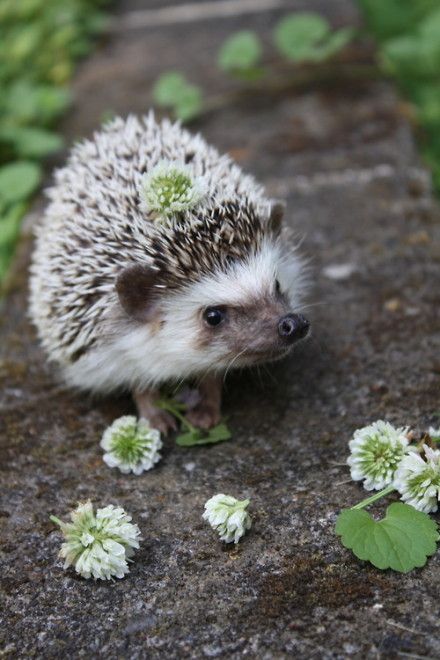 #sweet #hedgehog Hedgehog Images, Funny Hedgehogs, Tattoo Nature, Hedgehog Pet, Baby Hedgehog, Cute Hedgehog, Fascinating Facts, Cute Animal Pictures, Animal Wallpaper