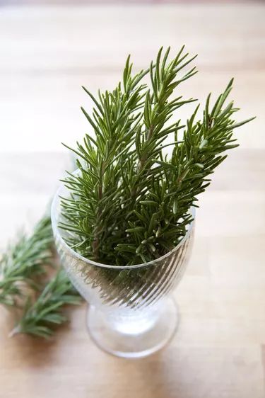 How to Extract Oil From Rosemary | Hunker Rosemary Diy, Oil Distiller, Dark Spots Under Eyes, Rosemary Herb, Rose Mary, How To Make Rose, Making Essential Oils, How To Make Oil, Essential Oils Gifts