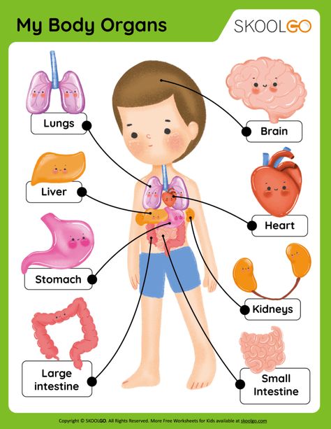 All Human Body Systems, Internal Body Parts For Kids, Internal Organs For Kids, Body Parts For Kids Free Printable, My Body Worksheets For Kids, Parts Of The Body For Kids, Human Body Parts For Kids, Human Body Worksheets For Kids, Body Systems For Kids