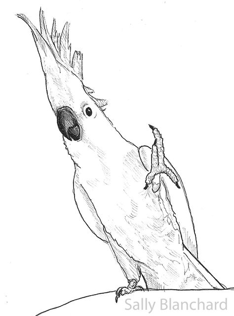 Sally Blanchard - Pen Drawing Medium Sulfur-crested Cockatoo Snowball Dancing Parrot Cartoon, Parrot Drawing, Bee Artwork, Parrots Art, Animal Drawings Sketches, Cartoon Sketches, Cartoon Coloring Pages, Outline Drawings, Drawing Images