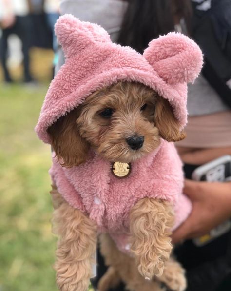 Girl Dog Accessories, Small Dog Accessories, Perro Shih Tzu, Dog Bear, Teddy Sweater, House Pets, Fleece Dog Coat, Cute Dog Clothes, Puppy Accessories