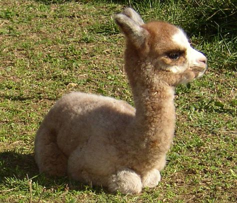 Alpaca Rug, Alpaca Farm, Cute Alpaca, Wild Creatures, Pet Costumes, Wildlife Animals, Sweet Animals, Baby Alpaca, Animals Friends